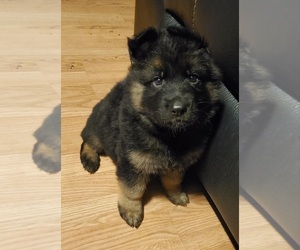 German Shepherd Dog Puppy for sale in COLCHESTER, CT, USA
