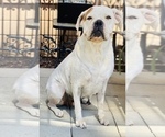 Small Photo #1 Boxer Puppy For Sale in MURRIETA, CA, USA