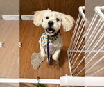 Small #1 Poodle (Miniature) Mix