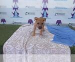 Small American Pit Bull Terrier