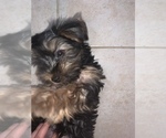 Small Photo #5 Yorkshire Terrier Puppy For Sale in TSN, AZ, USA
