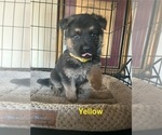 Small Photo #11 German Shepherd Dog Puppy For Sale in SUMPTER TWP, MI, USA