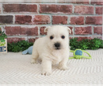 Small #5 West Highland White Terrier