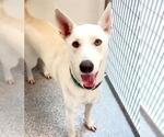 Small #1 German Shepherd Dog-Huskies  Mix