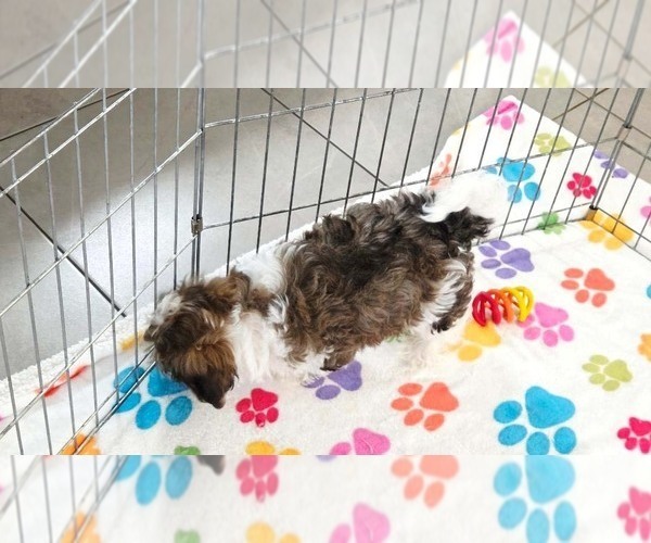 Medium Photo #12 Havashire Puppy For Sale in ORO VALLEY, AZ, USA