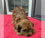 Small Photo #4 YorkiePoo Puppy For Sale in DUNNVILLE, KY, USA