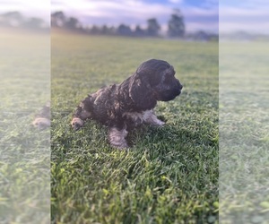 Cavapoo Puppy for sale in QUINCY, MI, USA
