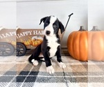 Small #6 Border Collie