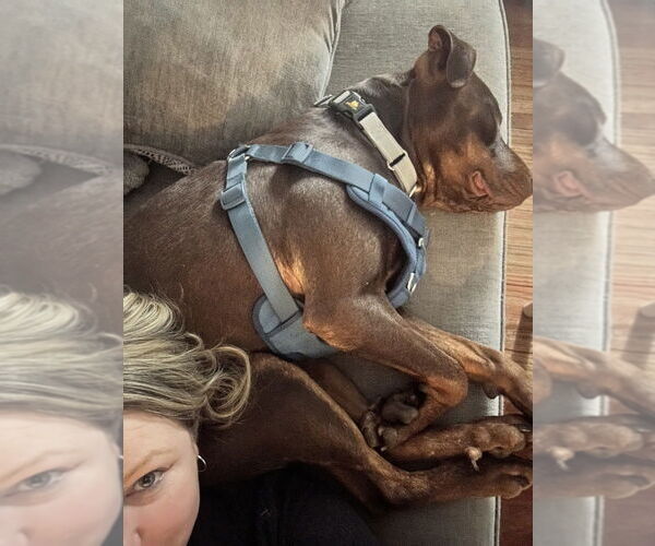 Medium Photo #12 American Staffordshire Terrier-Labrador Retriever Mix Puppy For Sale in Brewster, NY, USA