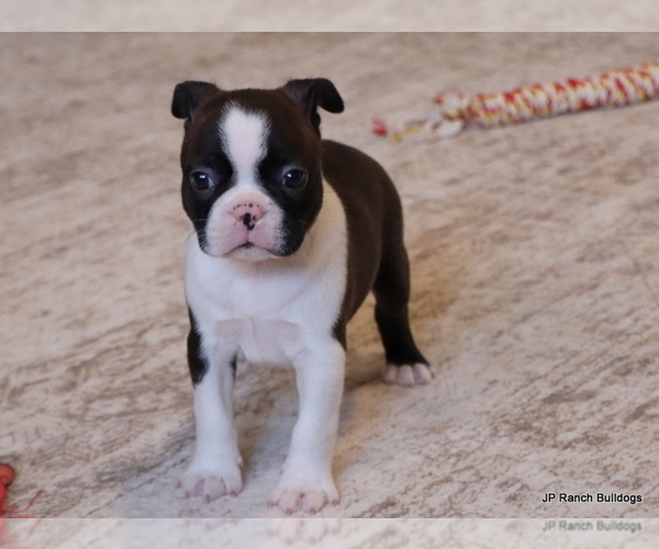 Medium Photo #12 Boston Terrier Puppy For Sale in WINNSBORO, TX, USA