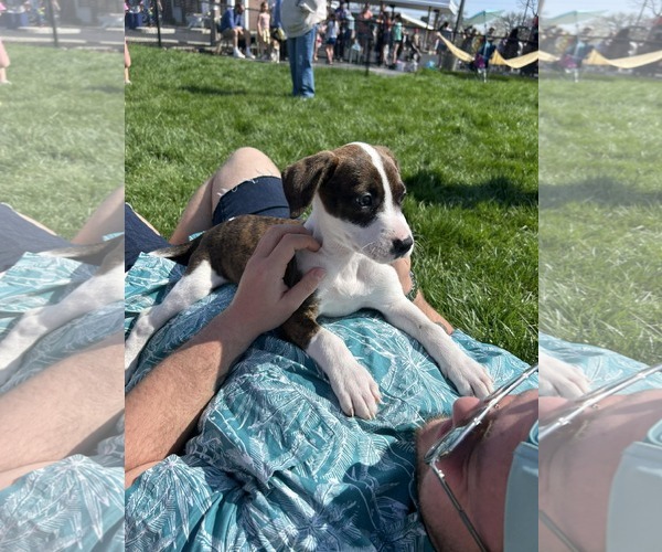 Medium Photo #1 Bogle Puppy For Sale in Mechanicsburg, PA, USA