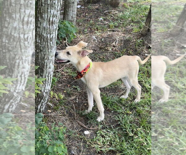 Medium Photo #2 Mutt Puppy For Sale in San Leon, TX, USA