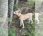 Small #1 Mutt