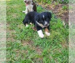 Small Photo #3 Miniature Australian Shepherd-Mutt Mix Puppy For Sale in DAWSON, GA, USA