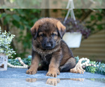 Small #1 German Shepherd Dog