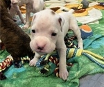 Small Photo #18 Boxer Puppy For Sale in EAST FISHKILL, NY, USA