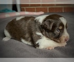 Small Photo #18 Border Collie-Papillon Mix Puppy For Sale in CULPEPER, VA, USA