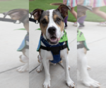 Small Catahoula Leopard Dog Mix