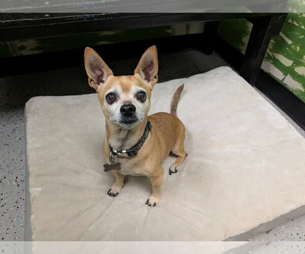 Medium Photo #2 Chihuahua-Unknown Mix Puppy For Sale in Salt Lake City, UT, USA