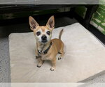 Small Photo #2 Chihuahua-Unknown Mix Puppy For Sale in Salt Lake City, UT, USA