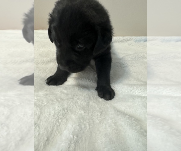 Medium Photo #7 Labrador Retriever Puppy For Sale in VINE GROVE, KY, USA