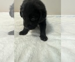 Small #6 Labrador Retriever