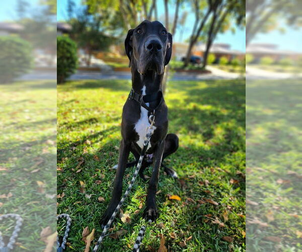 Medium Photo #1 Great Dane Puppy For Sale in Bullard, TX, USA