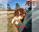 Small Photo #7 Australian Shepherd Puppy For Sale in CLARKSVILLE, TX, USA