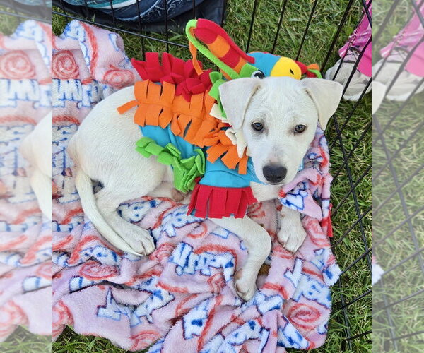 Medium Photo #2 Mutt Puppy For Sale in Plainfield, IL, USA