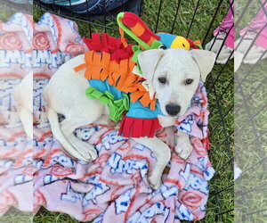 Mickey - Male Mutt Dog for Adoption - Photo #2
