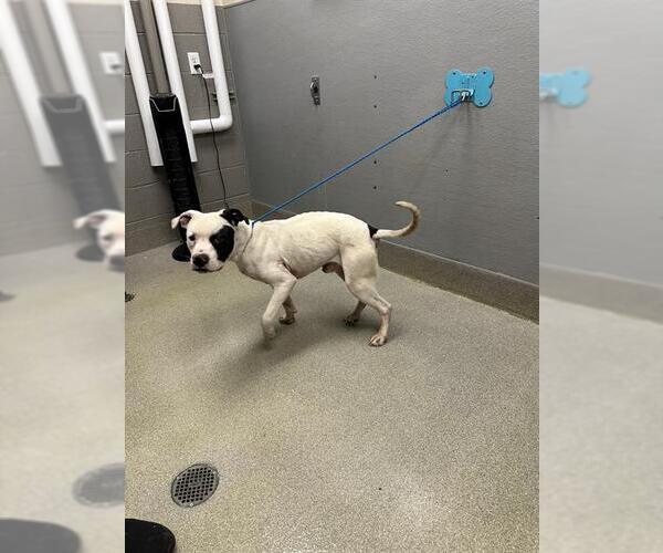 Medium Photo #1 American Pit Bull Terrier-Unknown Mix Puppy For Sale in Las Vegas, NV, USA