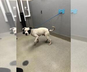 American Pit Bull Terrier-Unknown Mix Dogs for adoption in Las Vegas, NV, USA