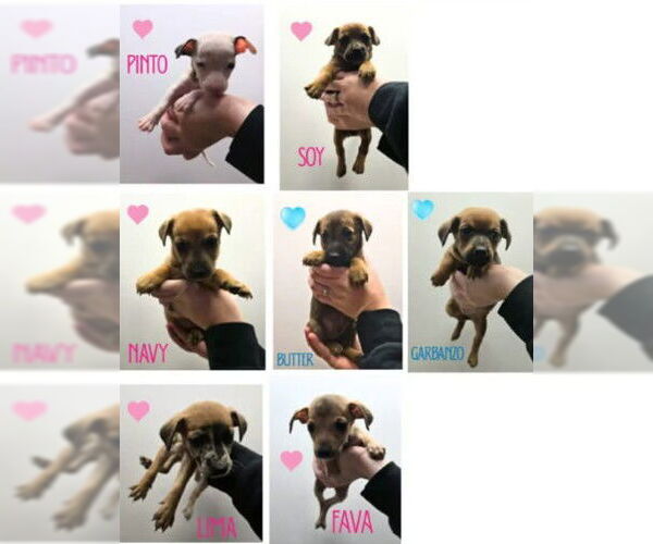 Medium Photo #3 Aussiedox Puppy For Sale in Frankenmuth, MI, USA