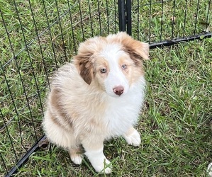 Australian Shepherd Puppy for Sale in PEEBLES, Ohio USA