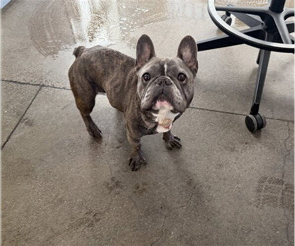 Medium Photo #1 French Bulldog Puppy For Sale in Berkeley , CA, USA