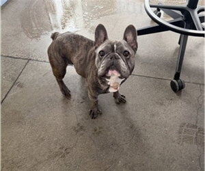 French Bulldog Dogs for adoption in Berkeley , CA, USA