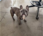 DREAM - Female French Bulldog Dog for Adoption - Small photo