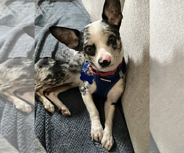 Medium Photo #2 Chihuahua-Unknown Mix Puppy For Sale in Mundelein, IL, USA