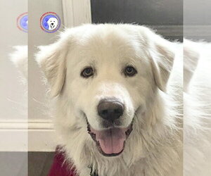Drake - Male Great Pyrenees Dog for Adoption - Photo #12