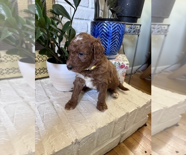 Medium Photo #6 Goldendoodle Puppy For Sale in CINCINNATI, OH, USA
