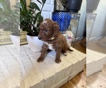 Litter of 9 - Male(s) and Female(s) GoldendoodleLitter of Puppies for Sale - Photo #6