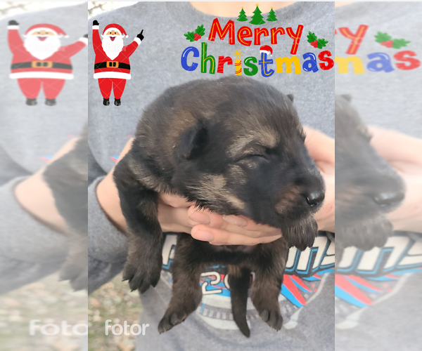 Medium Photo #2 German Shepherd Dog Puppy For Sale in KANSAS CITY, MO, USA