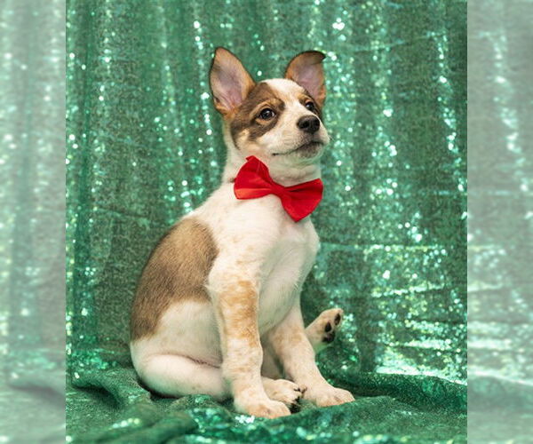 Medium Photo #1 Siberian Husky-Unknown Mix Puppy For Sale in Murfreesboro, TN, USA