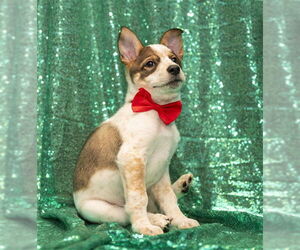 Siberian Husky-Unknown Mix Dogs for adoption in Murfreesboro, TN, USA