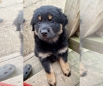 Small Photo #3 Rottweiler Puppy For Sale in AKRON, OH, USA