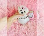 Small #10 Maltese