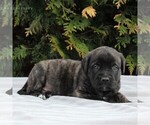 Small Photo #3 Mastiff Puppy For Sale in MORGANTOWN, PA, USA