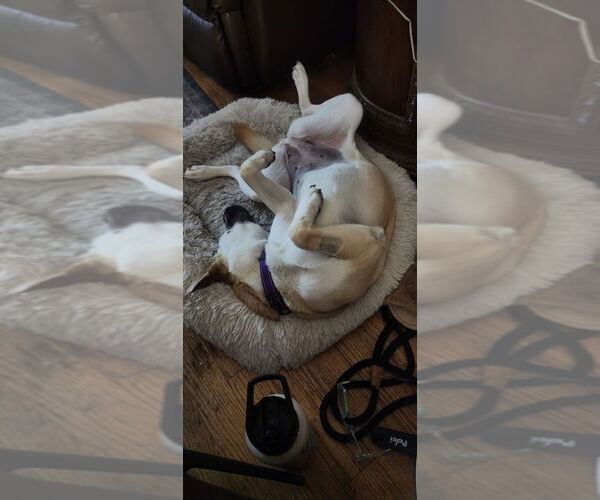 Medium Photo #4 Mutt Puppy For Sale in Banning, CA, USA