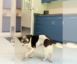Small #6 Australian Shepherd-Beagle Mix