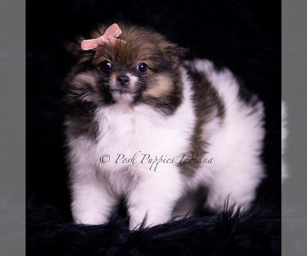 Medium Photo #82 Pomeranian Puppy For Sale in WARSAW, IN, USA